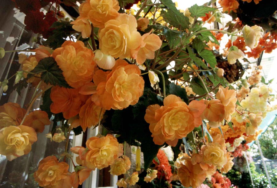 B. ‘Apricot Sweety’